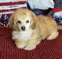 Marshall, a male Poodle - Toy  for sale in Gaffney, SC – 2 of 3