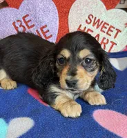 Scout, a male Dachshund for sale in Gaffney, SC – Photo 1 of 3