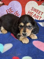 Scout, a male Dachshund for sale in Gaffney, SC – Photo 2 of 3