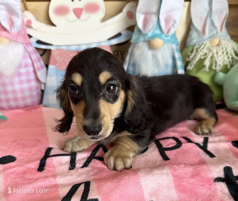Scout – Dachshund puppy for sale in Gaffney, SC