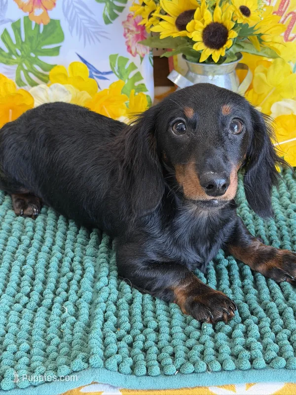Gabe – Miniature Dachshund puppy for sale in Gaffney, SC