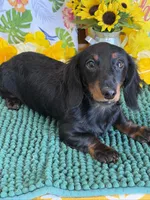 Gabe, a male Miniature Dachshund for sale in Gaffney, SC – 1 of 3
