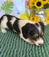 Oliver, a male Miniature Dachshund for sale in Gaffney, SC – 3 of 3