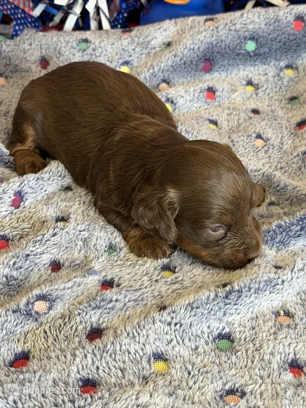 Willow – Miniature Dachshund puppy for sale in Gaffney, SC