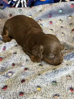 Willow, a female Miniature Dachshund for sale in Gaffney, SC – 1 of 2