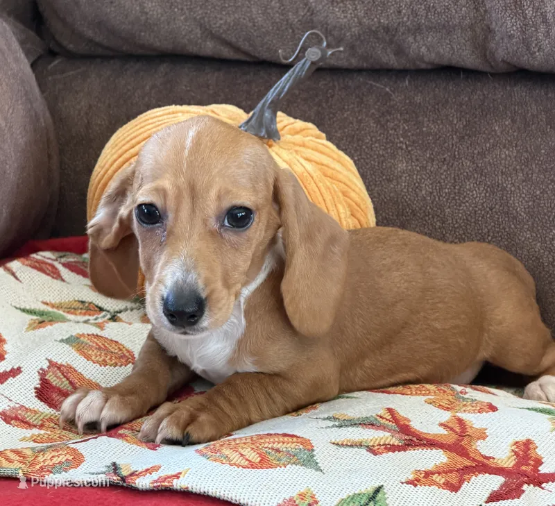 Annie – Miniature Dachshund puppy for sale in Gaffney, SC