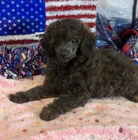 Rascal, a male Poodle - Toy  for sale in Gaffney, SC – 3 of 3