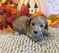 Armani, a male Cavapoo for sale in Gaffney, SC – 2 of 3
