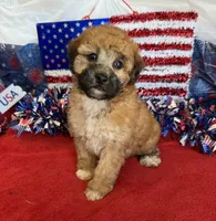 Trudy, a female Poodle - Toy  for sale in Gaffney, SC – 4 of 4