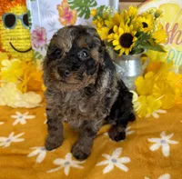 Bart, a male Cockapoo for sale in Gaffney, SC – 2 of 3