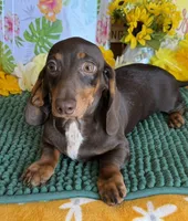 Benson, a male Miniature Dachshund for sale in Gaffney, SC – 2 of 4