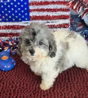 Buttons, a male Cockapoo for sale in Gaffney, SC – 2 of 4