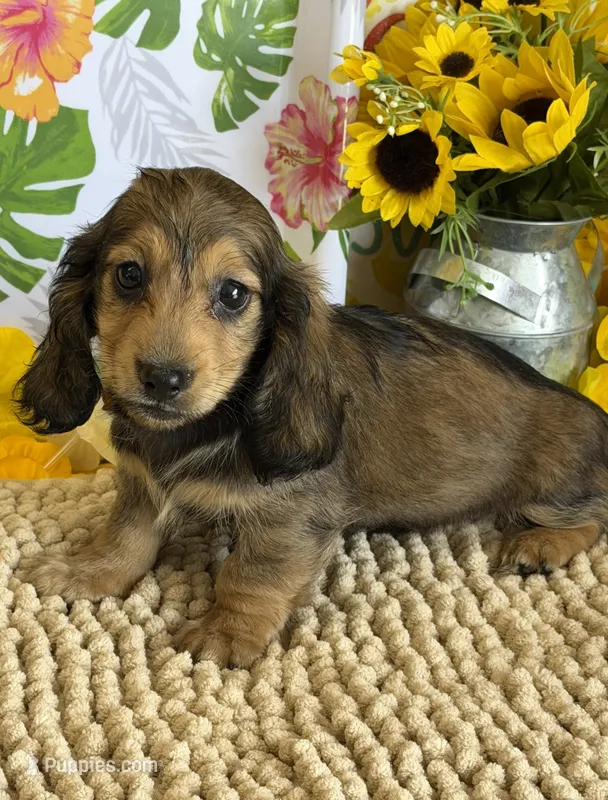 Shadow – Miniature Dachshund puppy for sale in Gaffney, SC