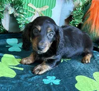 Hogan, a male Dachshund for sale in Gaffney, SC – Photo 2 of 4