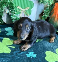 Hogan, a male Dachshund for sale in Gaffney, SC – Photo 1 of 4