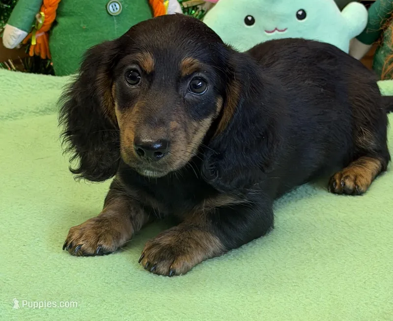 Hogan – Dachshund puppy for sale in Gaffney, SC