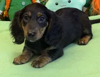 Hogan, a male Dachshund for sale in Gaffney, SC – Photo 3 of 4
