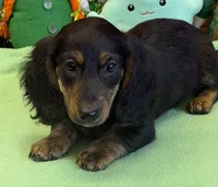 Hogan, a male Dachshund for sale in Gaffney, SC – Photo 4 of 4