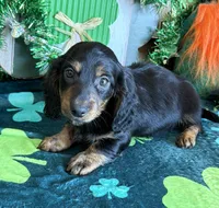 Hogan, a male Dachshund for sale in Gaffney, SC – Photo 3 of 4