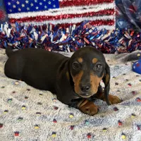 Oscar, a male Miniature Dachshund for sale in Gaffney, SC – 3 of 3
