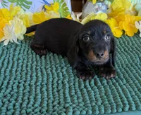 Rhett Wire, a male Dachshund for sale in Gaffney, SC – 2 of 4