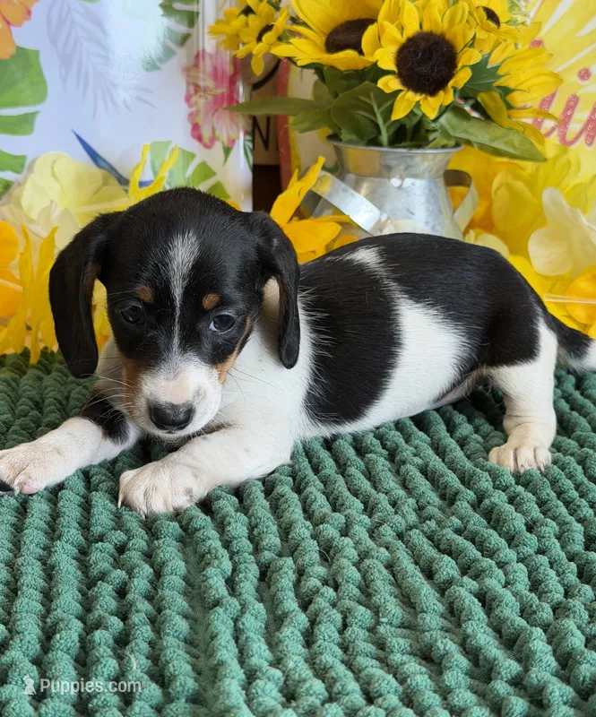 Darla – Miniature Dachshund puppy for sale in Gaffney, SC