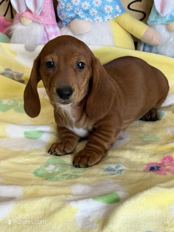 Nate – Dachshund puppy for sale in Gaffney, SC
