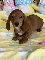 Nate, a male Dachshund for sale in Gaffney, SC – Photo 1 of 3