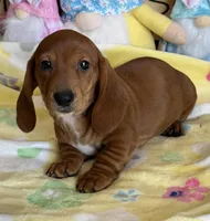 Nate, a male Dachshund for sale in Gaffney, SC – Photo 2 of 3