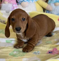 Nate, a male Dachshund for sale in Gaffney, SC – Photo 3 of 3