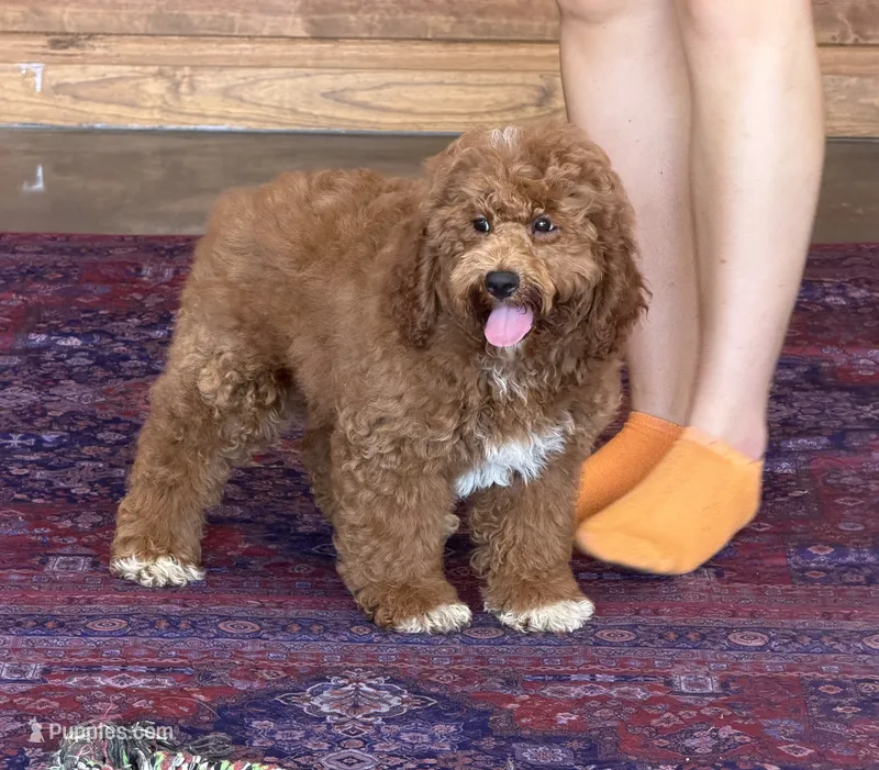 Dolly – Miniature Labradoodle puppy for sale in Gaffney, SC