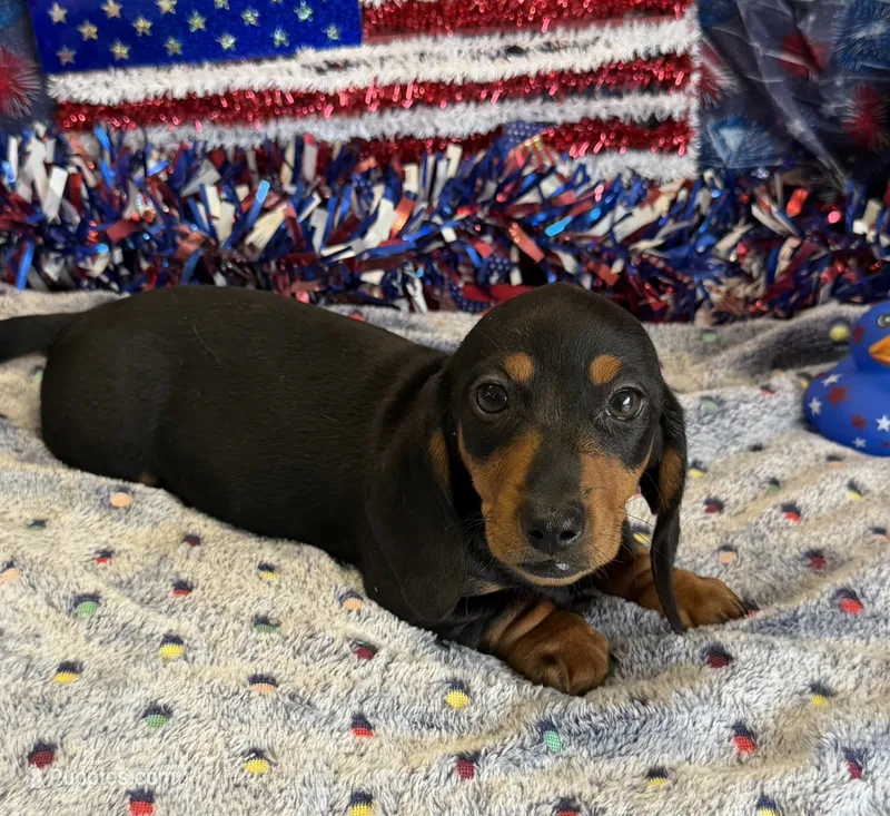 Oscar – Miniature Dachshund puppy for sale in Gaffney, SC