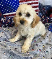 Trixie, a female Cockapoo for sale in Gaffney, SC – 4 of 4