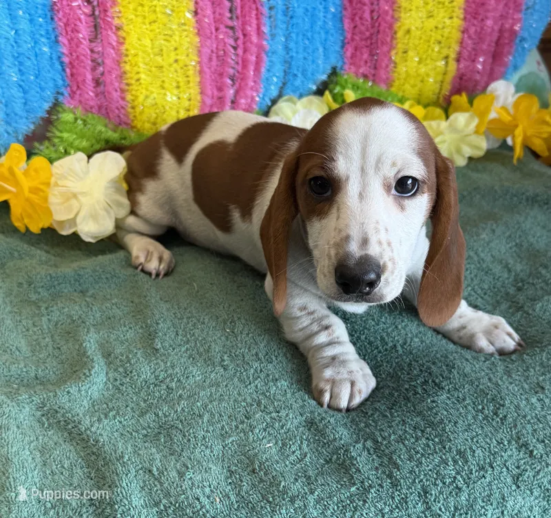 Lance – Dachshund puppy for sale in Gaffney, SC