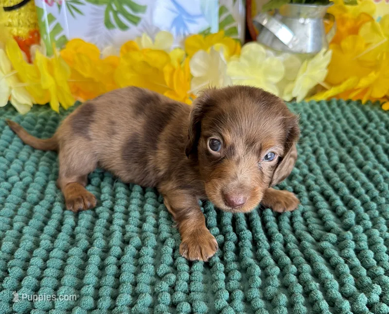 Romeo – Miniature Dachshund puppy for sale in Gaffney, SC