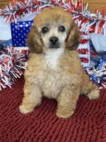 Trudy, a female Poodle - Toy  for sale in Gaffney, SC – 2 of 5