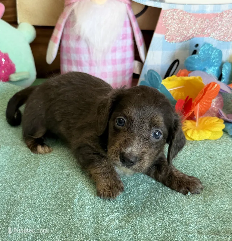 Bonnie – Miniature Dachshund puppy for sale in Gaffney, SC