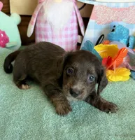 Bonnie, a female Miniature Dachshund for sale in Gaffney, SC – Photo 1 of 3