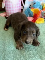 Bonnie, a female Miniature Dachshund for sale in Gaffney, SC – Photo 2 of 3