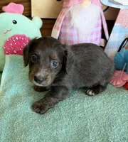 Bonnie, a female Miniature Dachshund for sale in Gaffney, SC – Photo 3 of 3