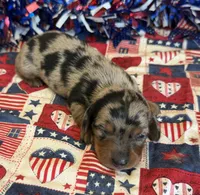 Marble, a male Miniature Dachshund for sale in Gaffney, SC – 2 of 2