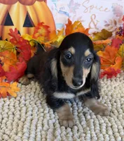 Justin, a male Miniature Dachshund for sale in Gaffney, SC – 3 of 3