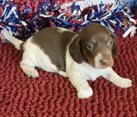 John, a male Dachshund for sale in Gaffney, SC – 3 of 3