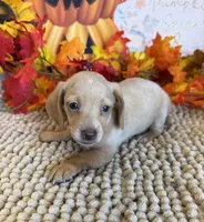 Conner, a male Miniature Dachshund for sale in Gaffney, SC – 3 of 3