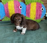 Deacon, a male Dachshund for sale in Gaffney, SC – 6 of 6