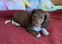 Deacon, a male Dachshund for sale in Gaffney, SC – Photo 3 of 4