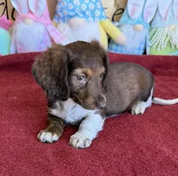 Deacon, a male Dachshund for sale in Gaffney, SC – Photo 2 of 4