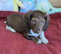 Deacon, a male Dachshund for sale in Gaffney, SC – Photo 4 of 4