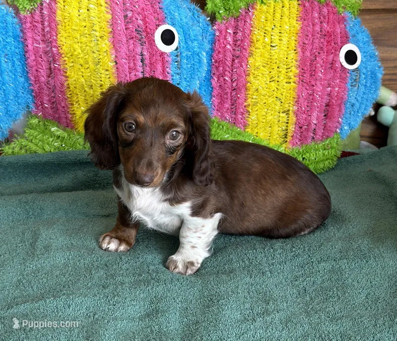Deacon – Dachshund puppy for sale in Gaffney, SC