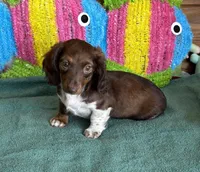 Deacon, a male Dachshund for sale in Gaffney, SC – 1 of 6